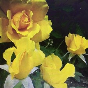 Meet your Posher, Janice